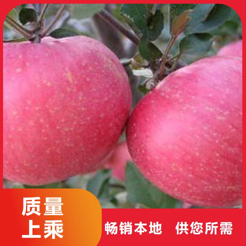 红富士苹果苹果种植基地海量现货
