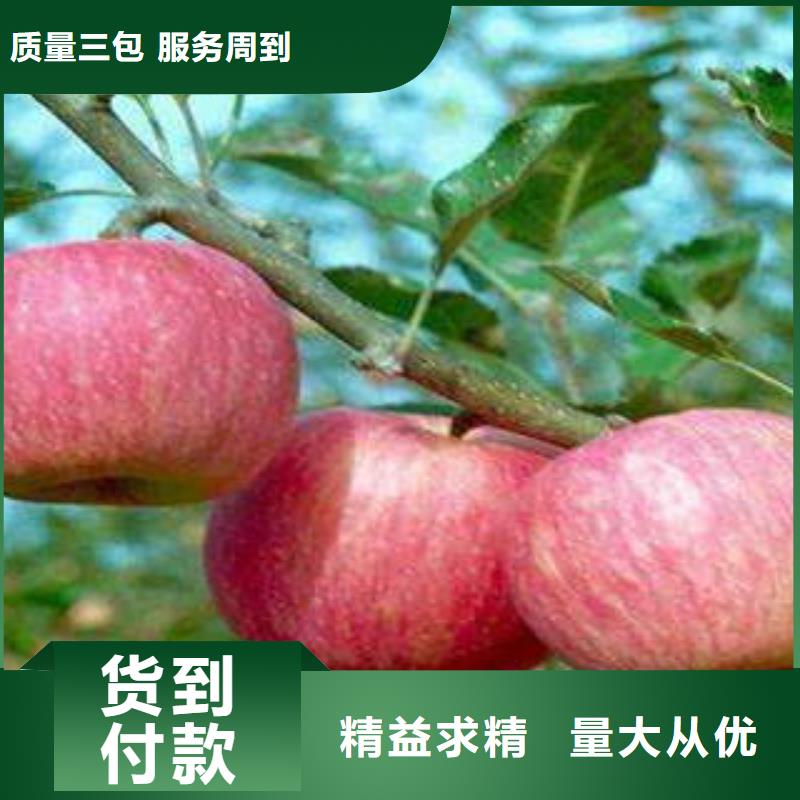 红富士苹果,苹果种植基地货到付款