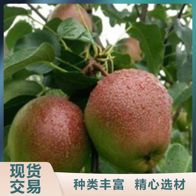 梨树苗葡萄苗种类齐全