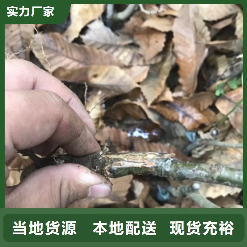 板栗苗-李子苗库存充足