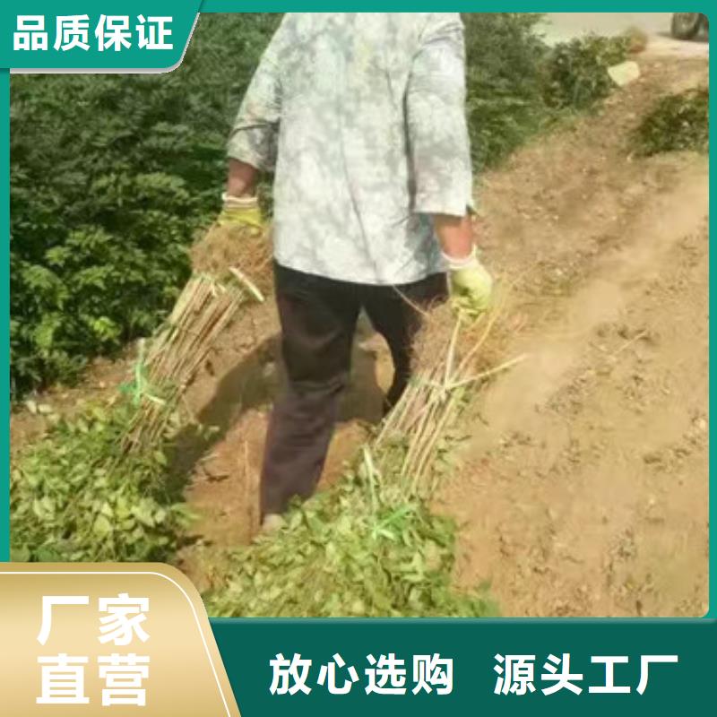 花椒苗梨树苗专心专注专业