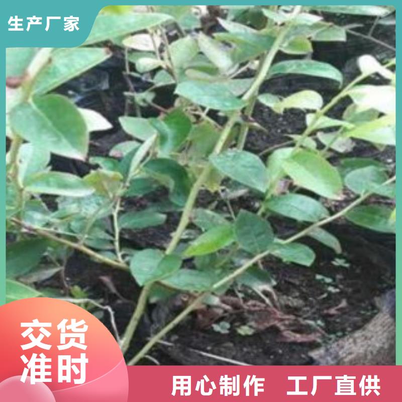 蓝莓苗真正的源头厂家