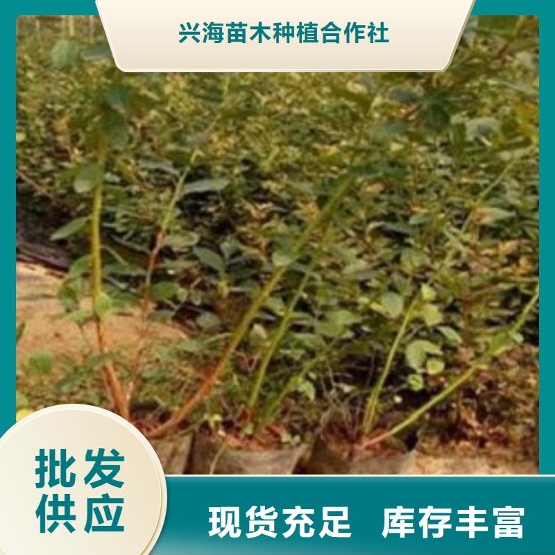 蓝莓苗真正的源头厂家