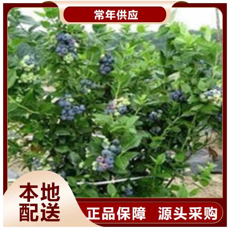 蓝莓苗真正的源头厂家