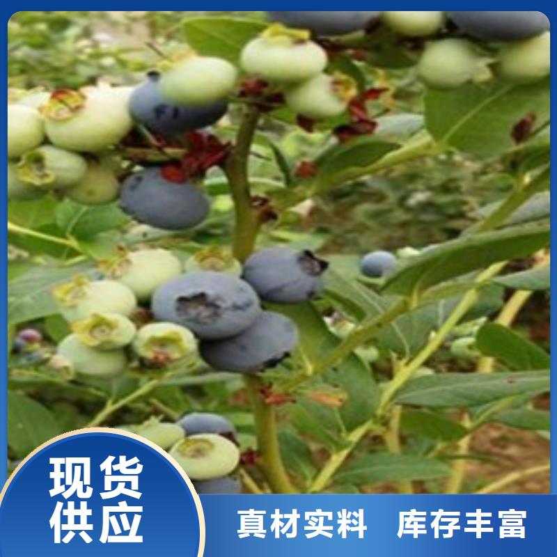 蓝莓苗真正的源头厂家