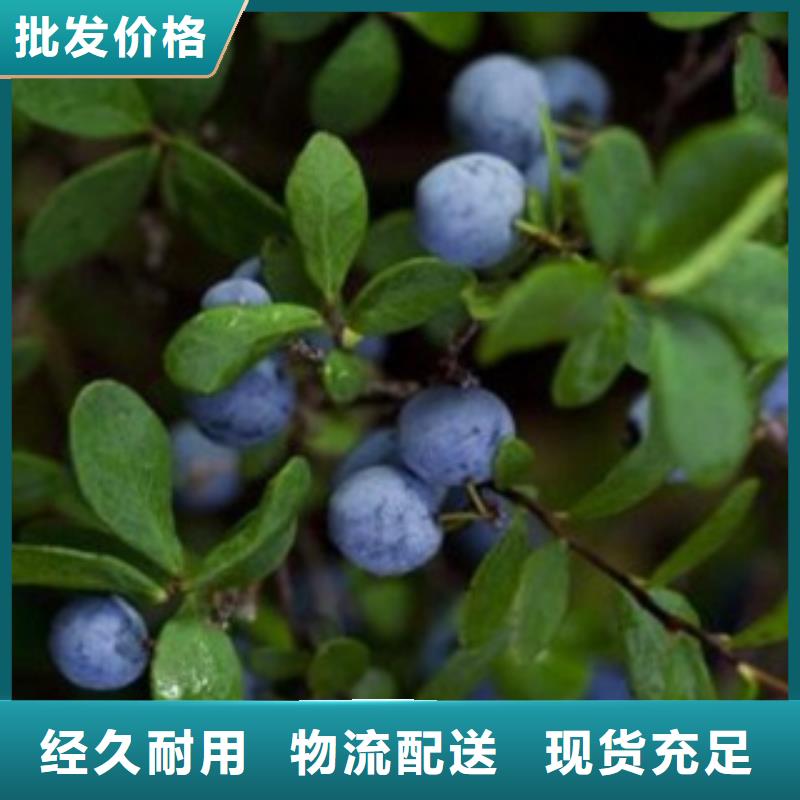 蓝莓苗真正的源头厂家