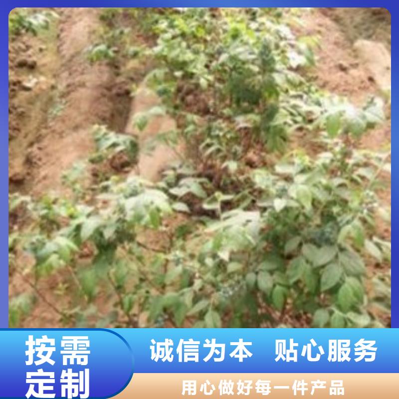 蓝莓苗真正的源头厂家