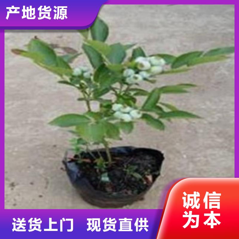 蓝莓苗真正的源头厂家