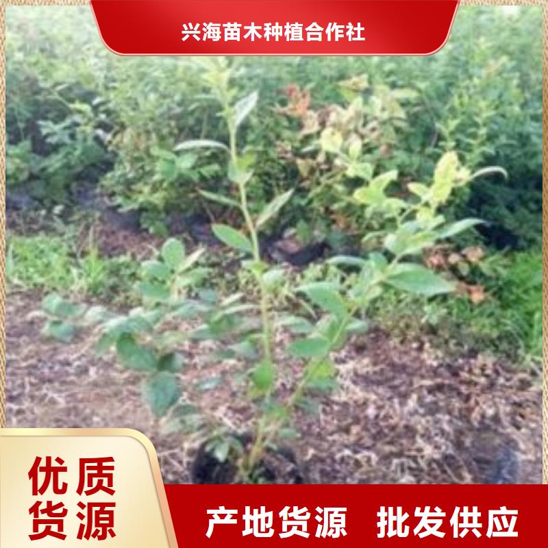 蓝莓苗真正的源头厂家