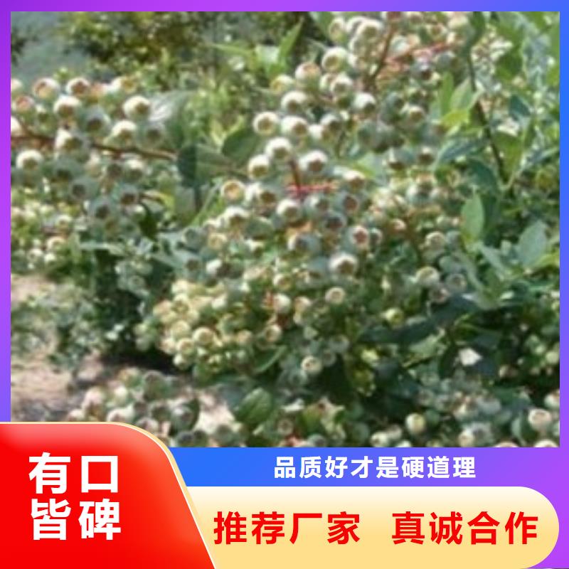 蓝莓苗真正的源头厂家