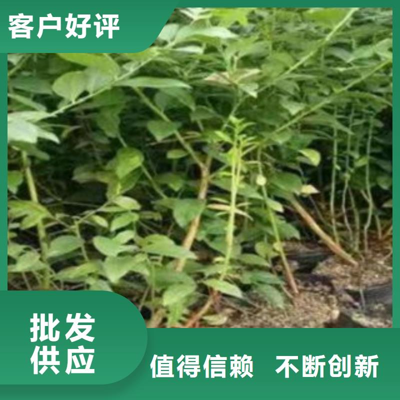 蓝莓苗真正的源头厂家