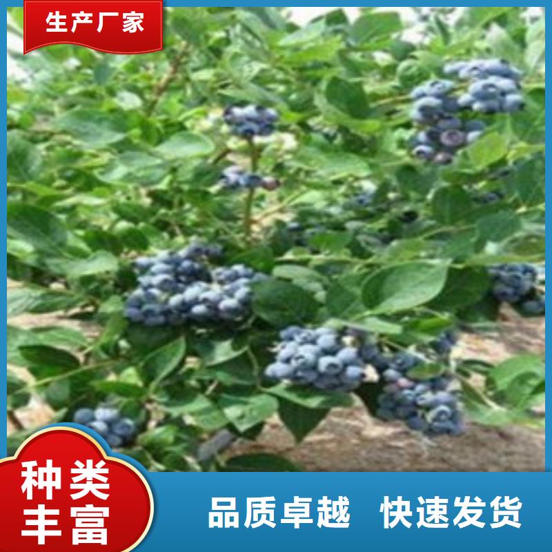 蓝莓苗真正的源头厂家