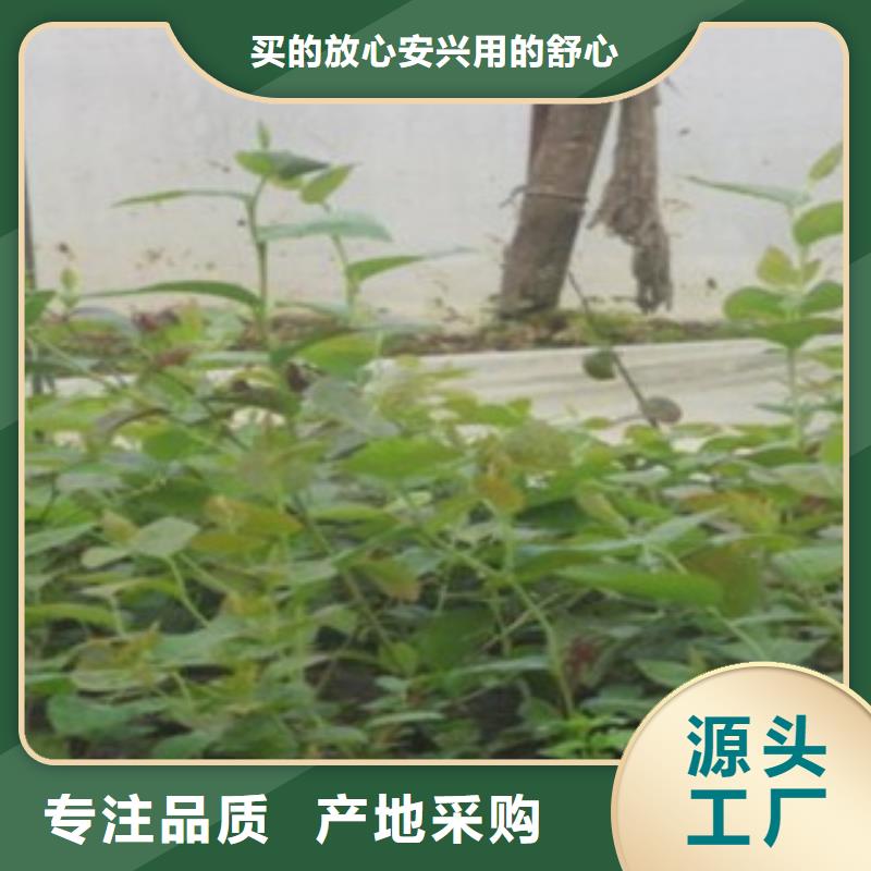 蓝莓苗真正的源头厂家