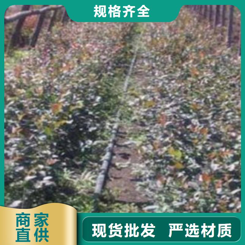蓝莓苗真正的源头厂家
