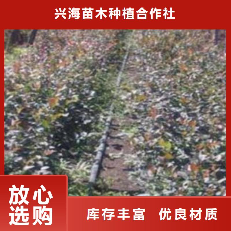 蓝莓苗真正的源头厂家
