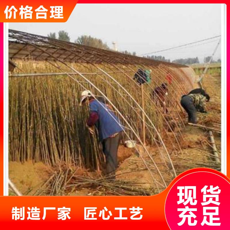香椿苗梨树苗真诚合作