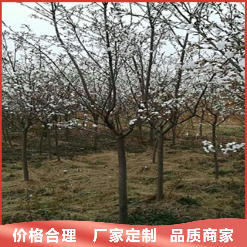 樱花蓝莓苗设计合理