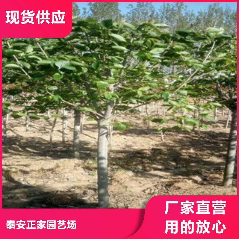 樱花蓝莓苗设计合理