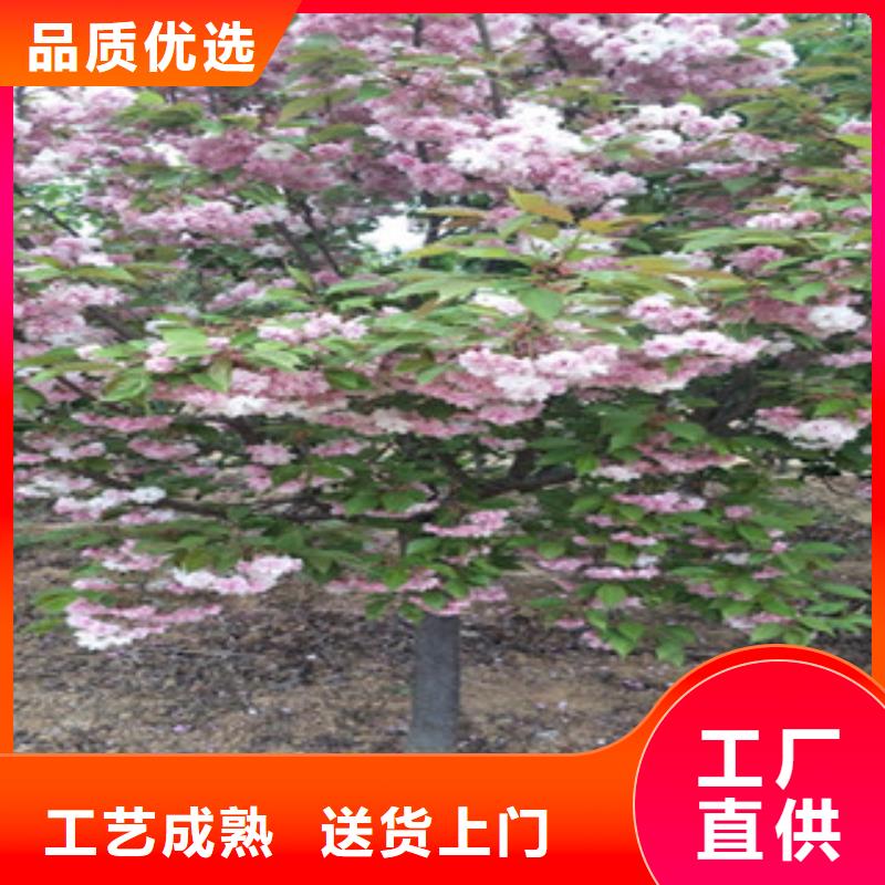 樱花蓝莓苗设计合理