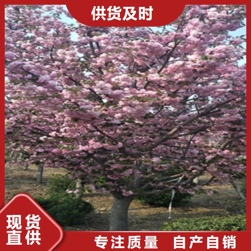 樱花蓝莓苗设计合理
