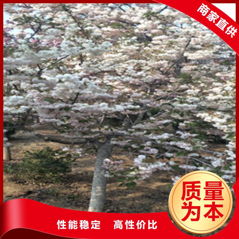 樱花蓝莓苗设计合理