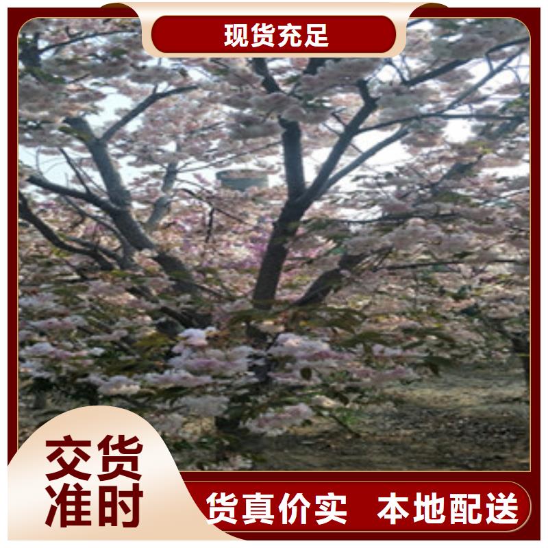樱花蓝莓苗设计合理
