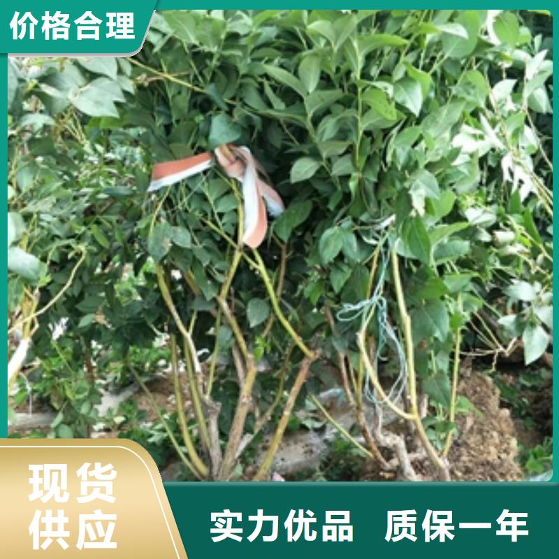 蓝莓苗国槐品质保证