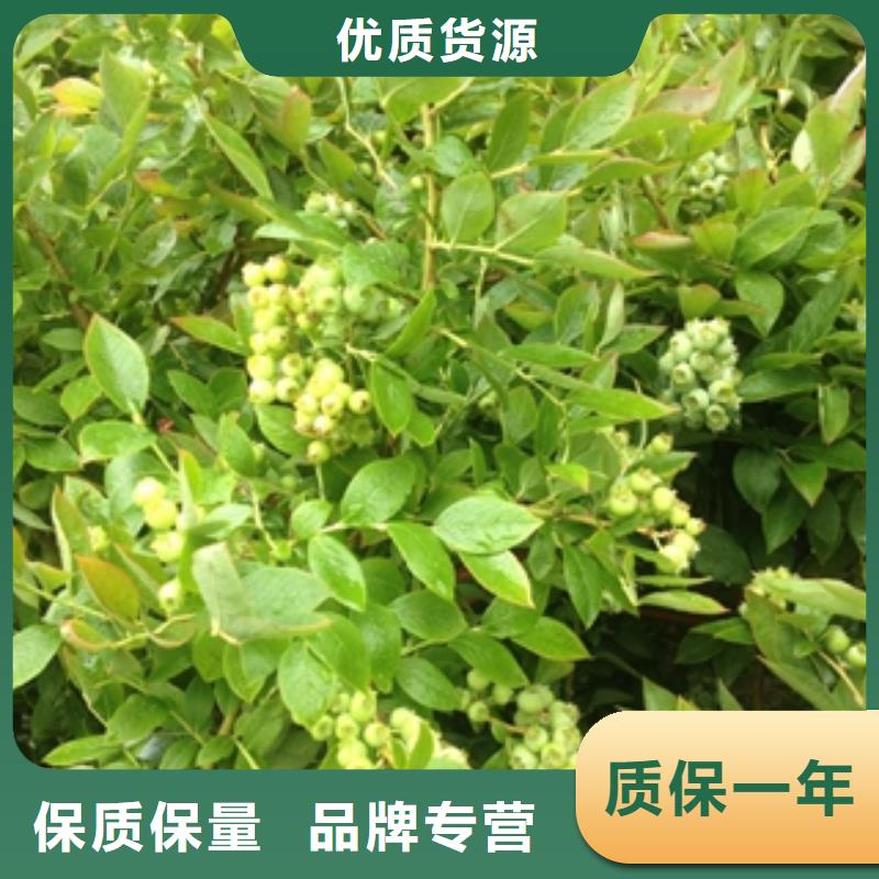 蓝莓苗国槐品质保证