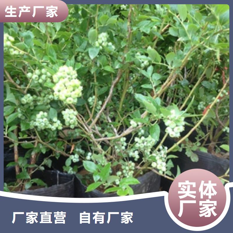 蓝莓苗国槐品质保证