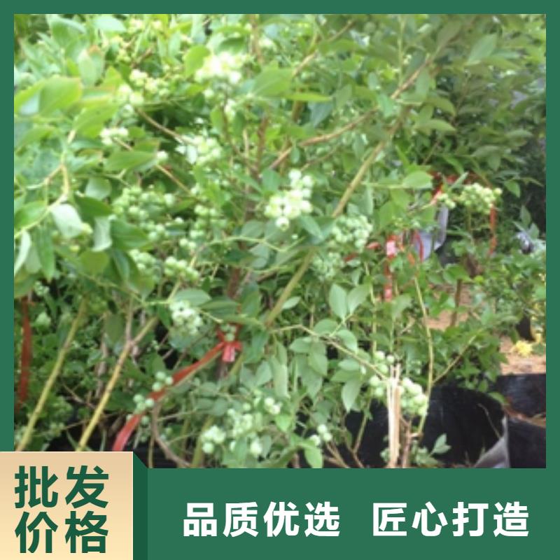 蓝莓苗国槐品质保证