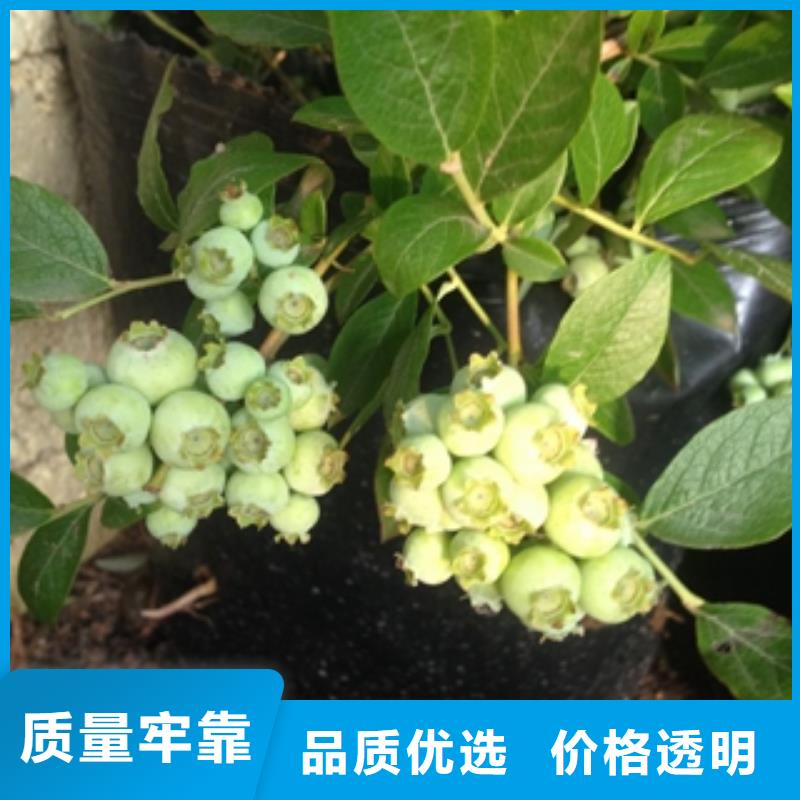 蓝莓苗国槐品质保证