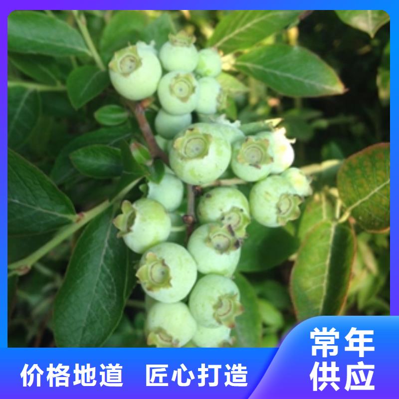 蓝莓苗国槐品质保证