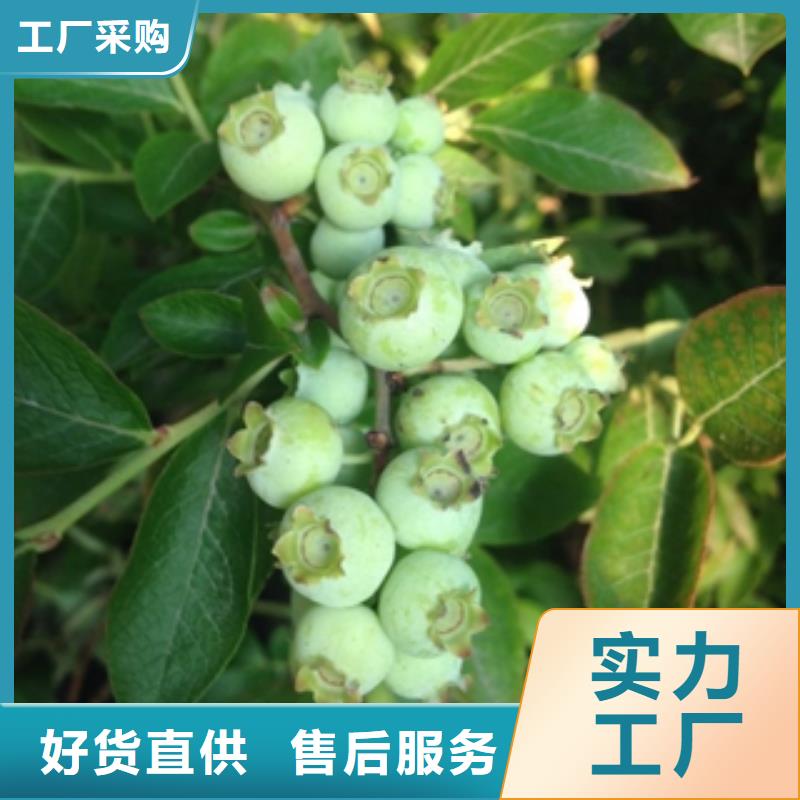 蓝莓苗国槐品质保证