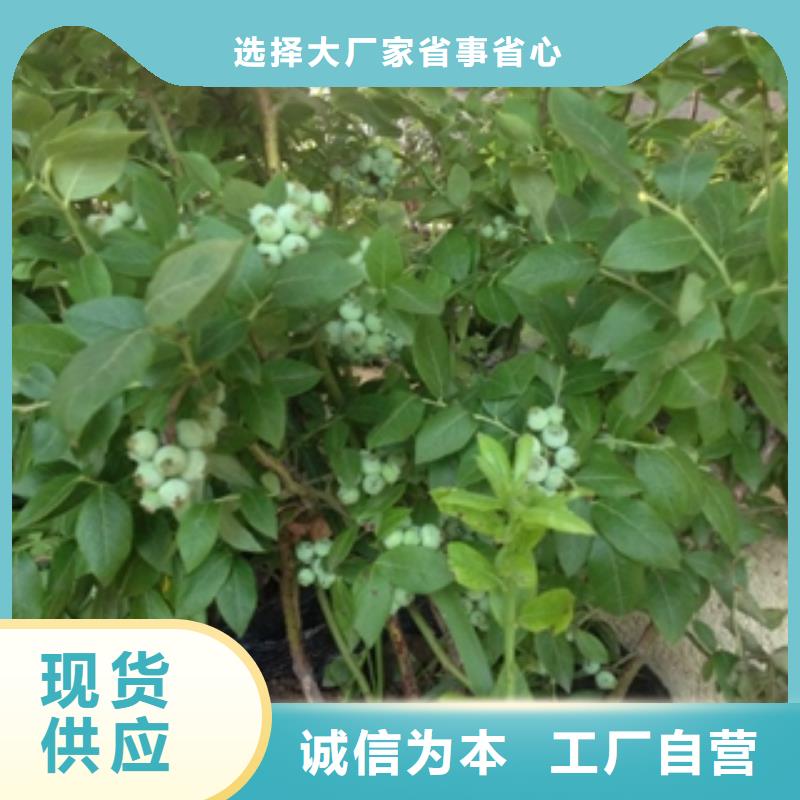 蓝莓苗国槐品质保证