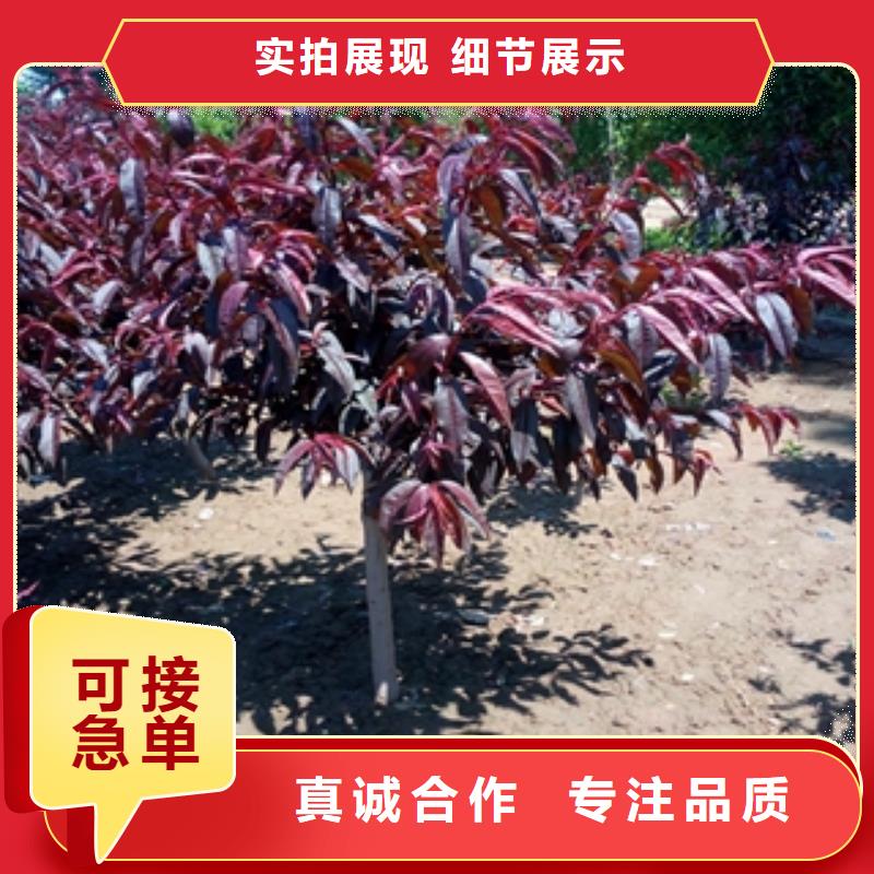 桃树泰山景松 造型景松质检合格出厂