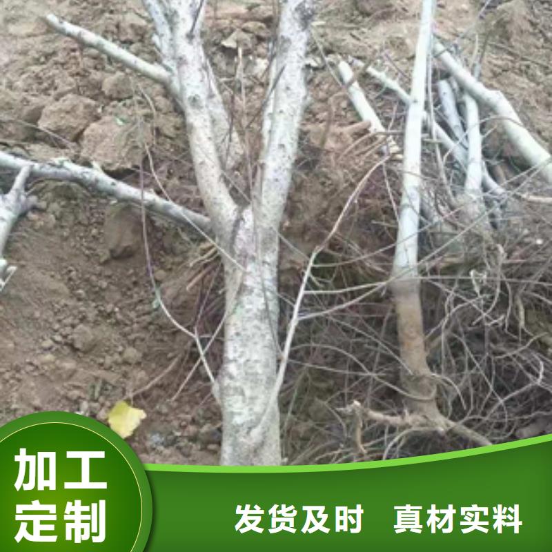 桃树绿化树绿化工程工厂直营