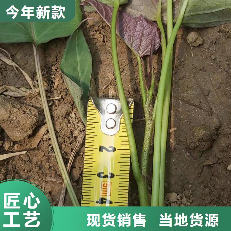 紫薯苗羽衣甘蓝粉随心所欲定制