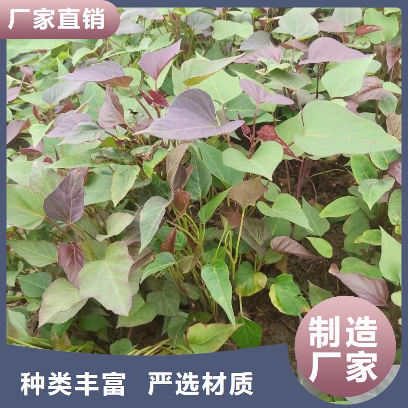 紫薯苗羽衣甘蓝粉随心所欲定制