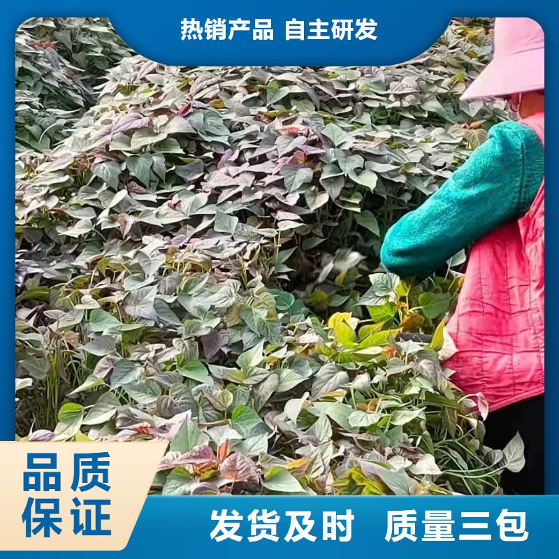 紫薯苗羽衣甘蓝粉随心所欲定制