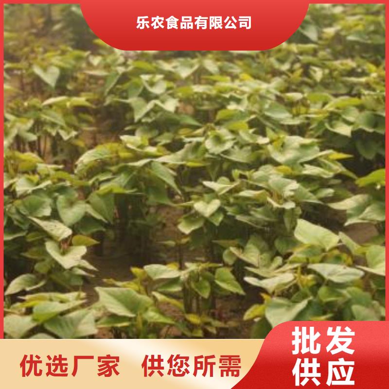 紫薯苗羽衣甘蓝粉随心所欲定制