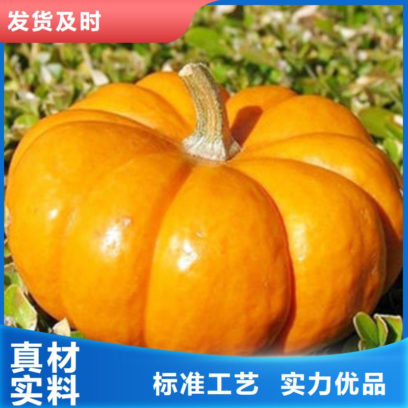 南瓜丁_椴木灵芝品质做服务