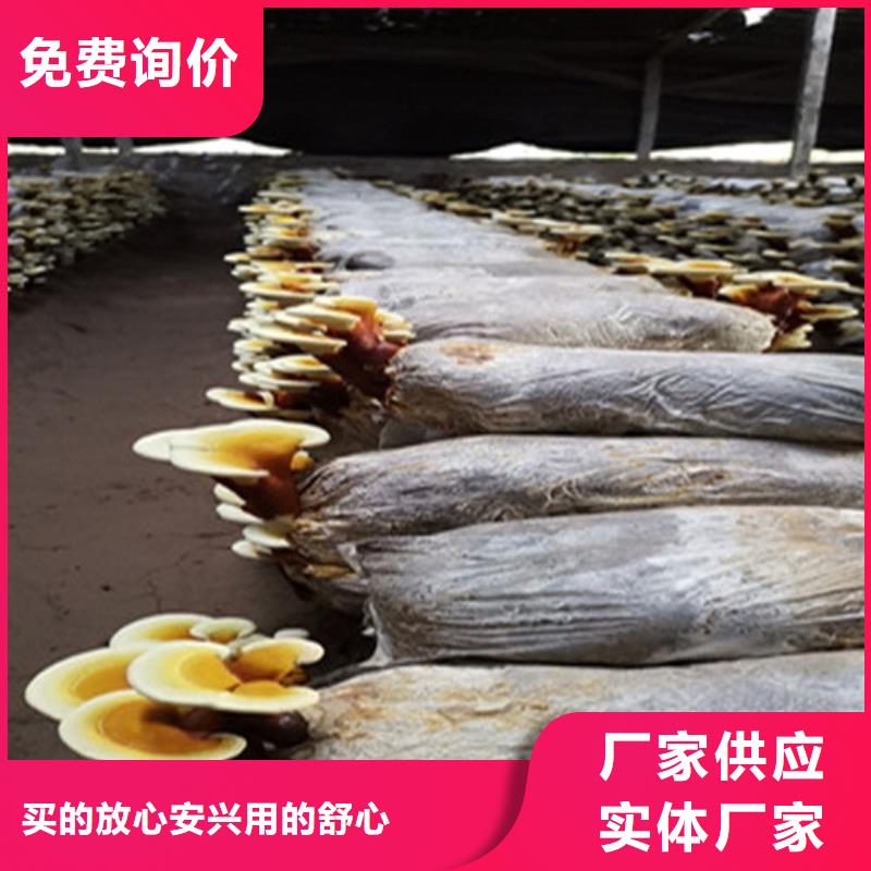 破壁灵芝孢子粉oem厂家批发