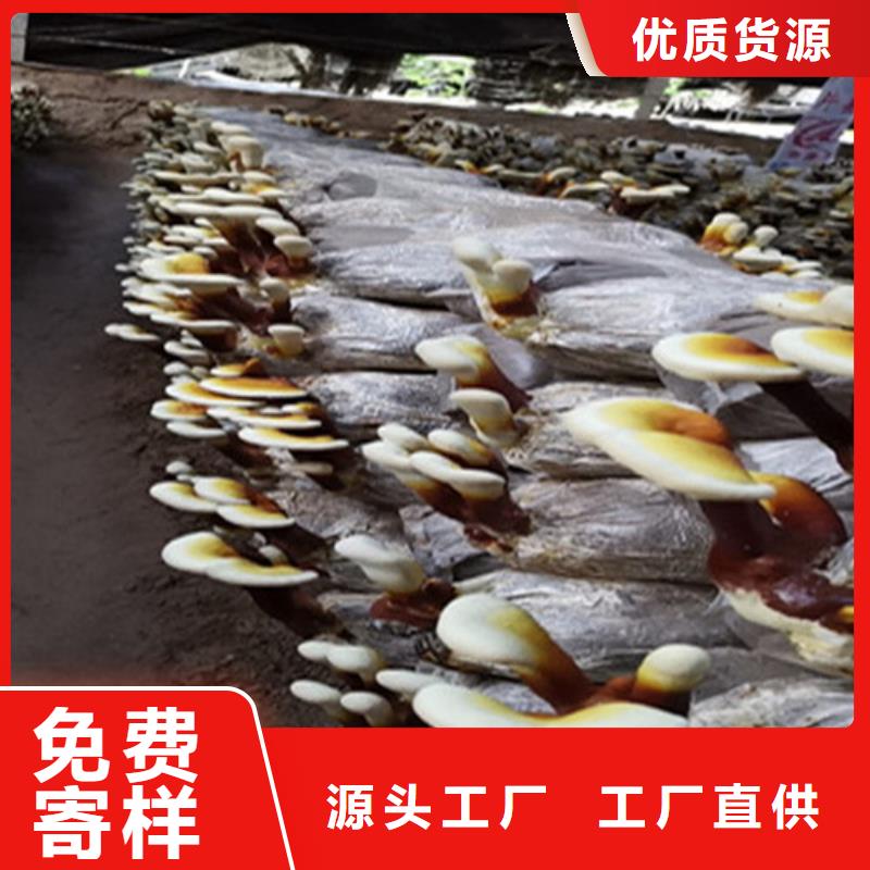 【灵芝孢子粉赤灵芝专心专注专业】