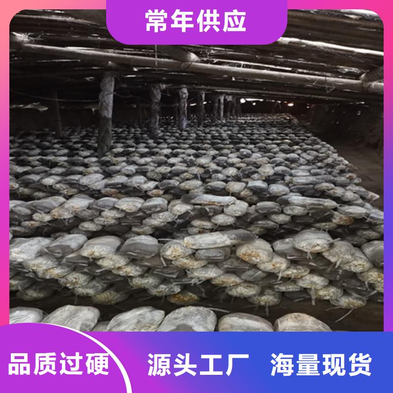 【灵芝孢子粉赤灵芝专心专注专业】