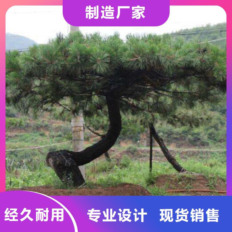 造型松造型黑松优选好材铸造好品质