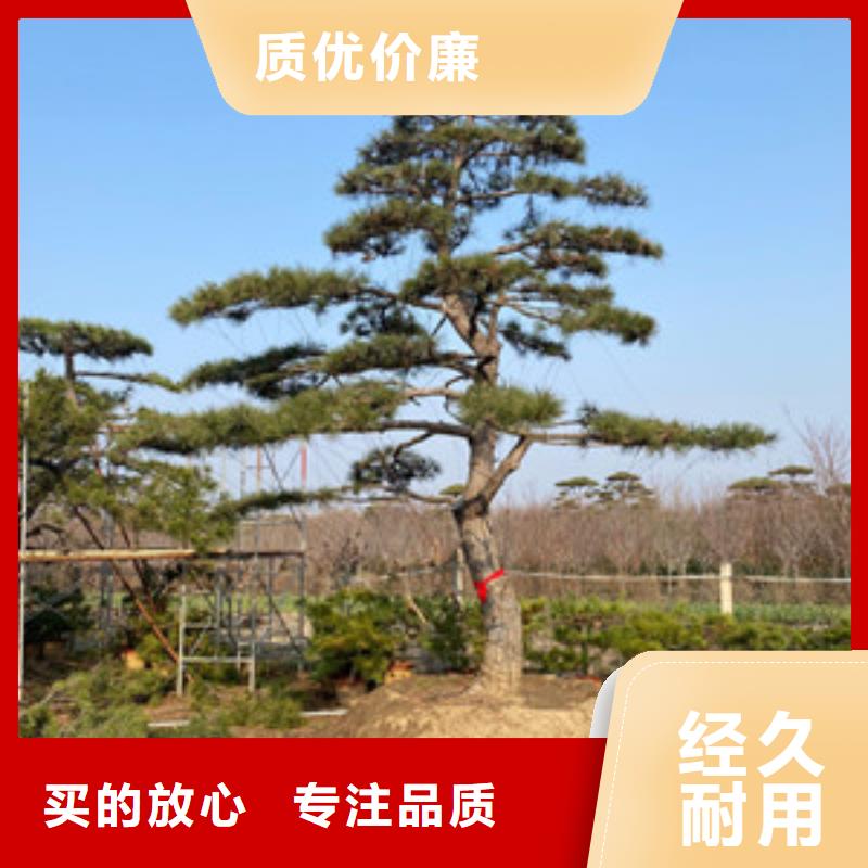 造型松迎客松好产品价格低