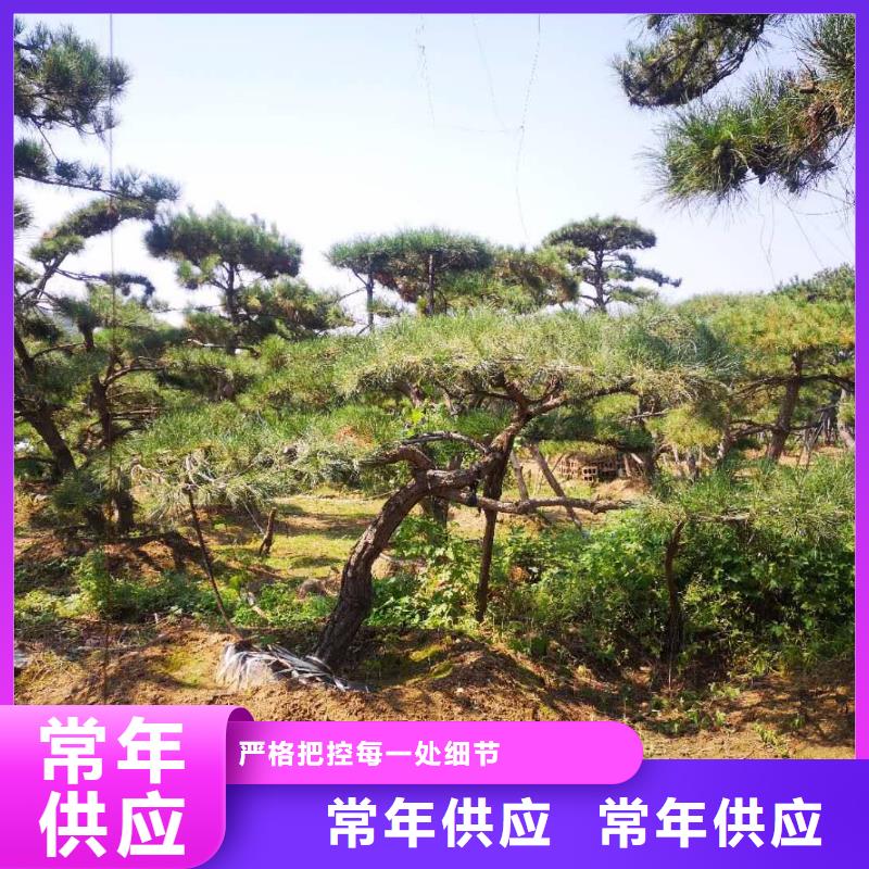 造型松支持货到付清