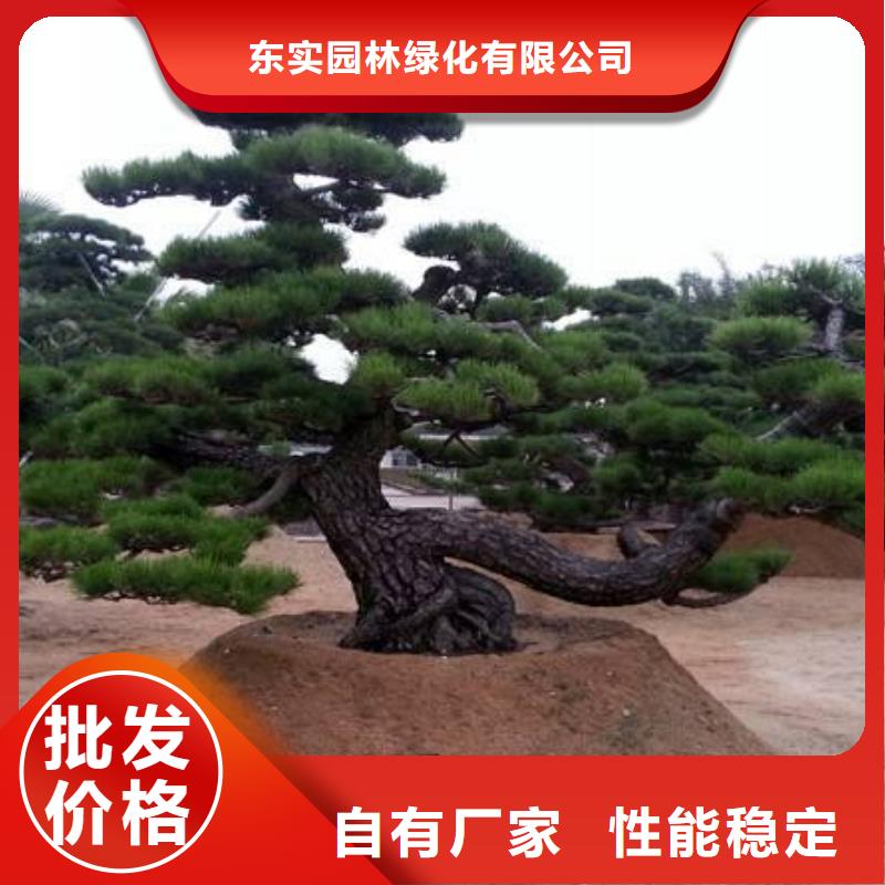 造型松支持货到付清