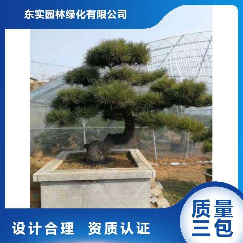 造型松迎客松好产品价格低