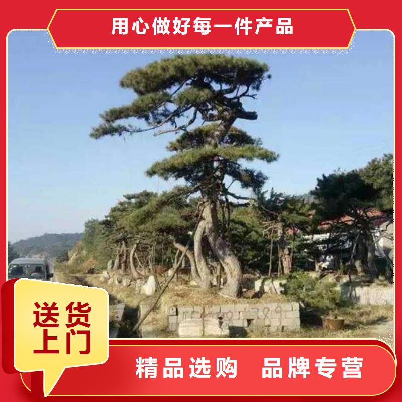 造型松【松苗木】厂家质量过硬